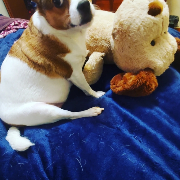 Meet your Posher, Nova - Picture 6 of 11